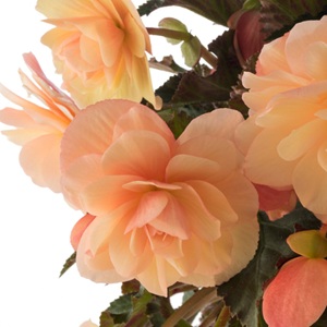 BEGONIA Fragrant Falls Peach